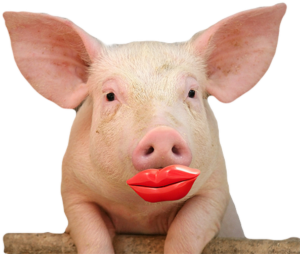 It's like putting lipstick on a pig